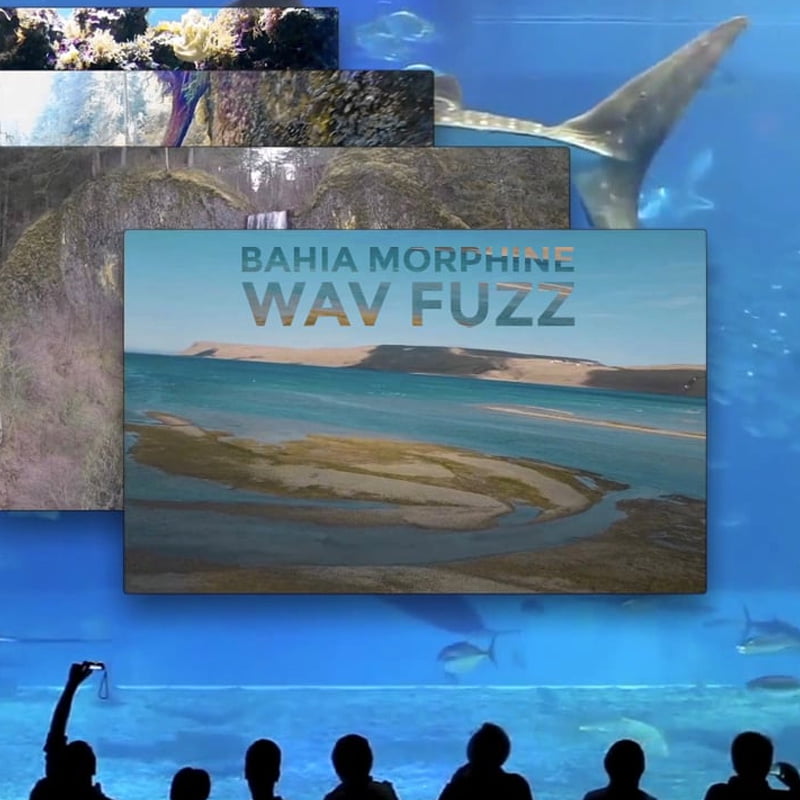 wav-fuzz-bahia-morphine